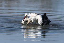 SORTIE DE BAIN