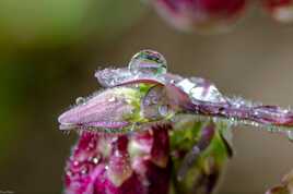 gouttes d'eau sur ancolie