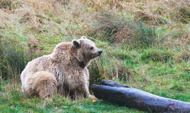 l'ours brun