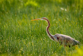 Héron pourpré