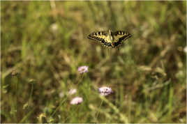 machaon en vol