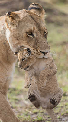 Transport de brousse