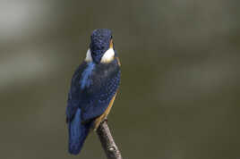 Du coin de l'œil, il est surnommé la « flèche bleue »