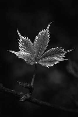 Histoire de feuille !!!