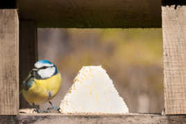 La mésange bleue qui aimait...