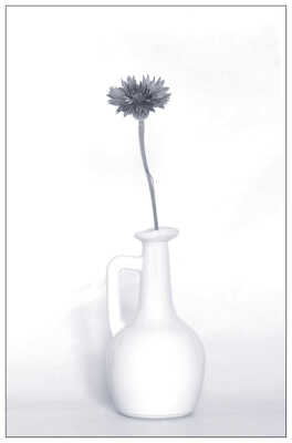 Bleuet des champs en N&B