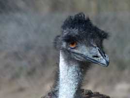 Autruche