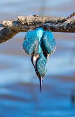 le plongeon du Martin