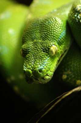 Vert....comme ce python