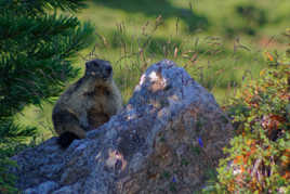 La Marmotte
