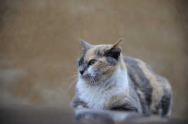 Chat tout simplement