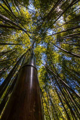 Forêt de bambou
