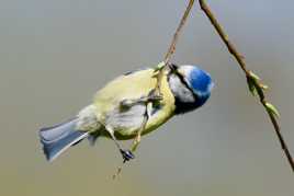 Mésange bleue