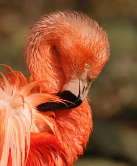 Flamand rose