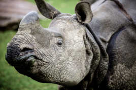 Proud asian rhino