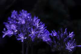 Agapanthe de Givenchy