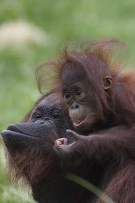 au zoo avec maman