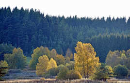 Automne (2) Devesset