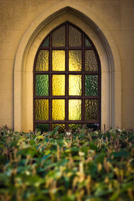 Window on leaves