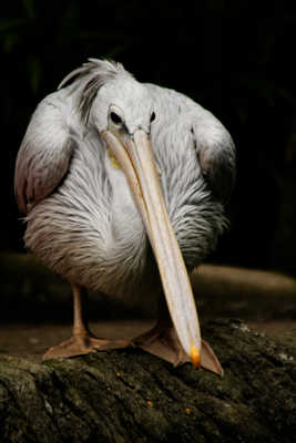 Pour la dignité des pélicans