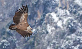 Chasser le naturel...