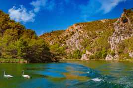 Cygnes à Krka