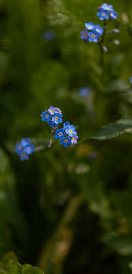 myosotis marque-page