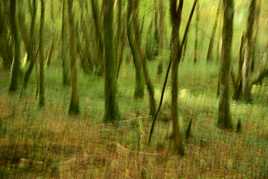 foret impressioniste