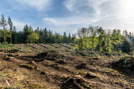 Résultat des tas de bois que j'ai posté hier.