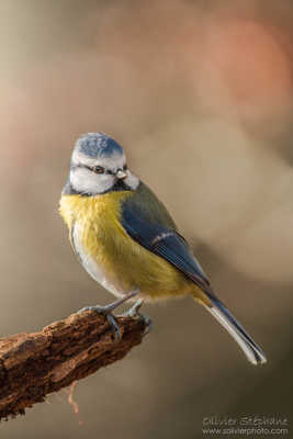 Mésange bleue - Cyanistes caeruleus -Eurasian blue tit