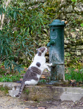 l'eau chat mouille