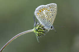 Argus bleu (Male)