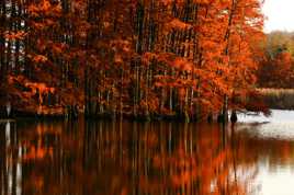 Reflets d automne