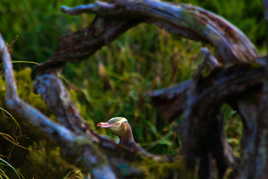 Manchot aux yeux jaunes