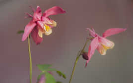 aquilegia hybride 2