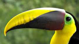 TOUCAN