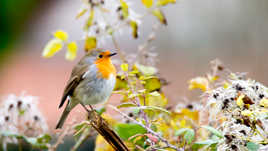 Aller un petit rouge...