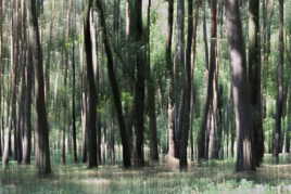 La forêt fantome