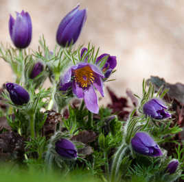 Bouquet de pulsatilles