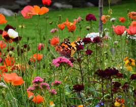 Papillon dans un champs de fleurs