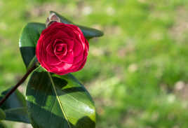 C'est le printemps !