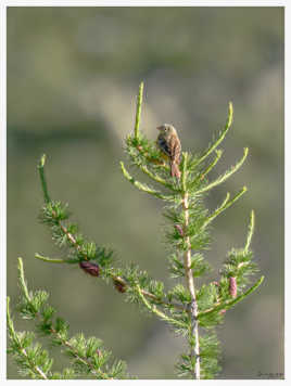 Bruant Ortolan Mercantour 2019