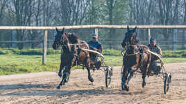 Chevaux à l'entrainement