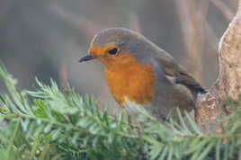 oh il y a une p'tite graine là !