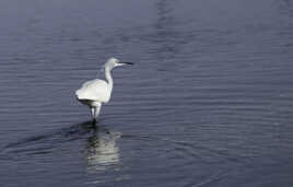 Aigrette Garzette à l'affût