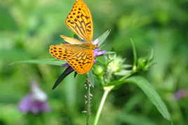 Un papillon sur une fleur violette