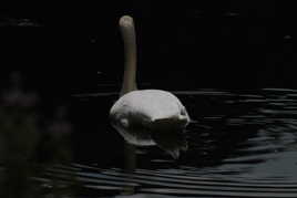 Un cygne sur sur le Doubs