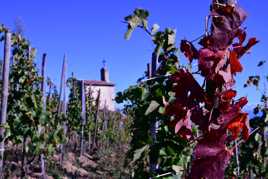 Vigne rouge