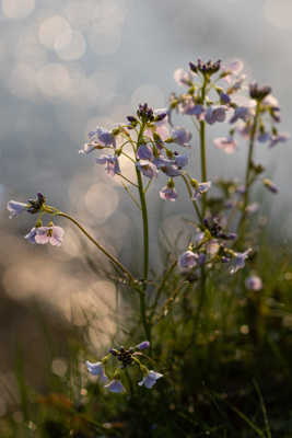 Sous la lumière matinale