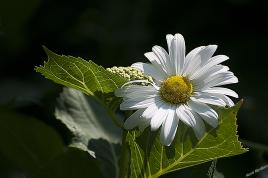 Je t aime, un peu, beaucoup, passionément  ......pas du tout